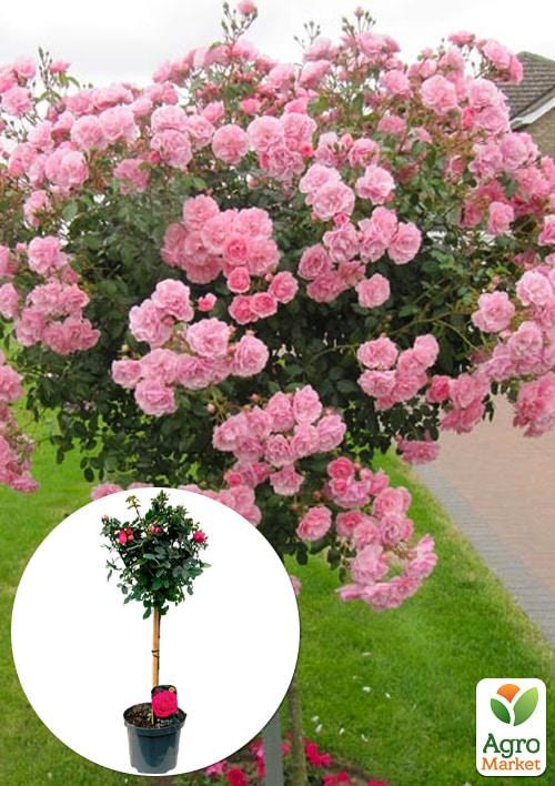 LMTD Троянда на штамбі квітуча 3-х річна Royal Rosea (укорінений саджанець у горщику, висота 50-80см)
LMTD Троянда на штамбі квітуча 3-х річна Royal Rosea (укорінений саджанець у горщику, висота 50-80см)