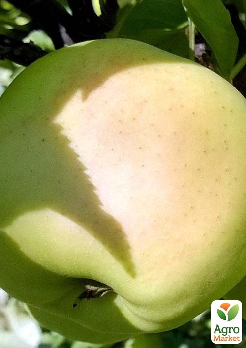 Яблуня Коштель (зимовий сорт, пізній термін дозрівання)
Яблуня Коштель (зимовий сорт, пізній термін дозрівання)