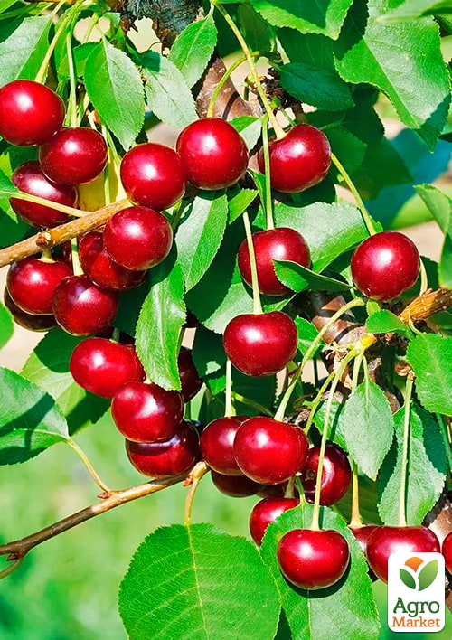 Вишня Іграшка (літній сорт, ранній термін дозрівання)
Вишня Іграшка (літній сорт, ранній термін дозрівання)