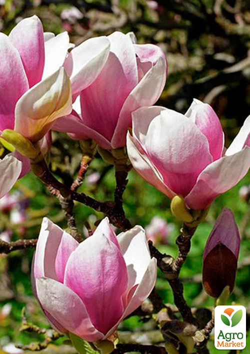 Магнолия 2-х летняя гибридная Alexandrina (высота 30-40см)
Магнолия 2-х летняя гибридная Alexandrina (высота 30-40см)