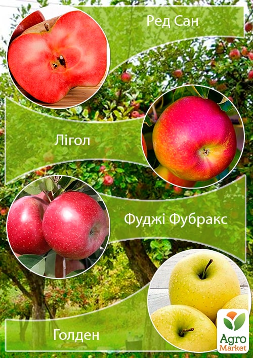 Дерево-сад Яблуня Ред Сан+Лігол+Фуджі Фубракс+Голден
Дерево-сад Яблуня Ред Сан+Лігол+Фуджі Фубракс+Голден