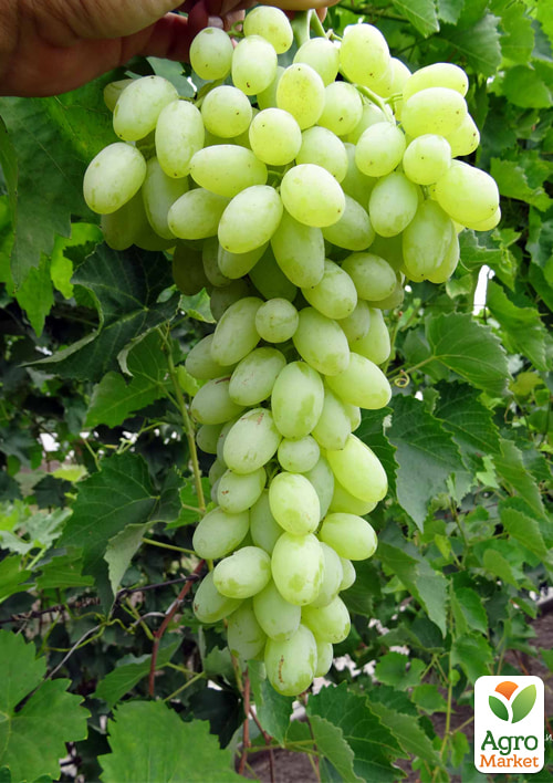 Виноград Арсеньевский (кишмиш)
Виноград Арсеньевский (кишмиш)