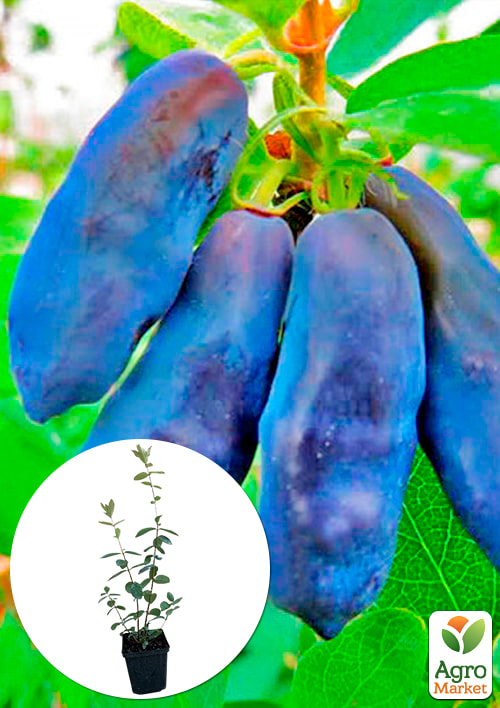 Жимолость Синій банан (високоурожайний, великоплідний сорт)
Жимолость Синій банан (високоурожайний, великоплідний сорт)