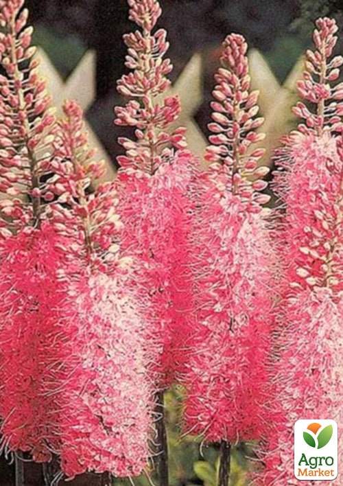 Еремурус Foxtrot Pink 1шт в упаковці
Еремурус Foxtrot Pink 1шт в упаковці