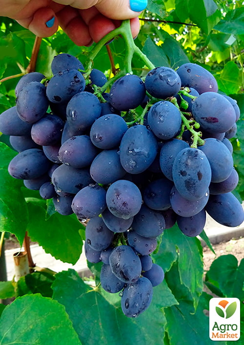 Виноград Гала (ранній термін дозрівання, стійкий до захворювань і заморозків)
Виноград Гала (ранній термін дозрівання, стійкий до захворювань і заморозків)