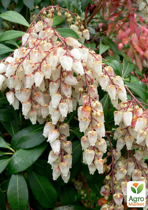 Пієріс японський 2-х річний Sarabandel вазон С1.5
Пієріс японський 2-х річний Sarabandel вазон С1.5