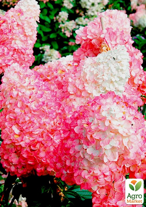 Гортензия метельчатая Pink Lady вазон Р9
Гортензия метельчатая Pink Lady вазон Р9