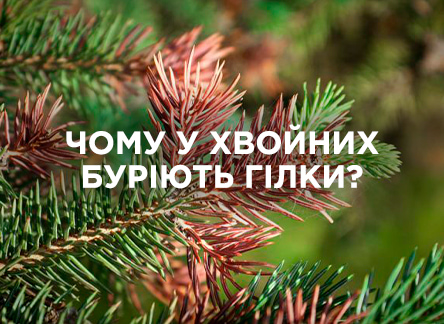 Причины бурения веток у хвойных растений Причины бурения веток у хвойных растений