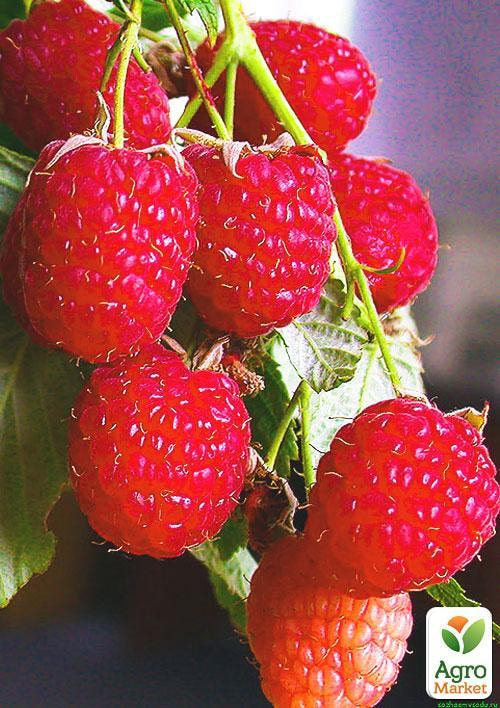 Малина Полана (ремонтантний високоврожайний, популярний сорт польської селекції) 1-річний саджанець
Малина Полана (ремонтантний високоврожайний, популярний сорт польської селекції) 1-річний саджанець