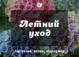 Догляд за гортензією влітку: як доглядати за гортензією влітку | Agro-Market