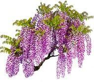 Глициния Глициния