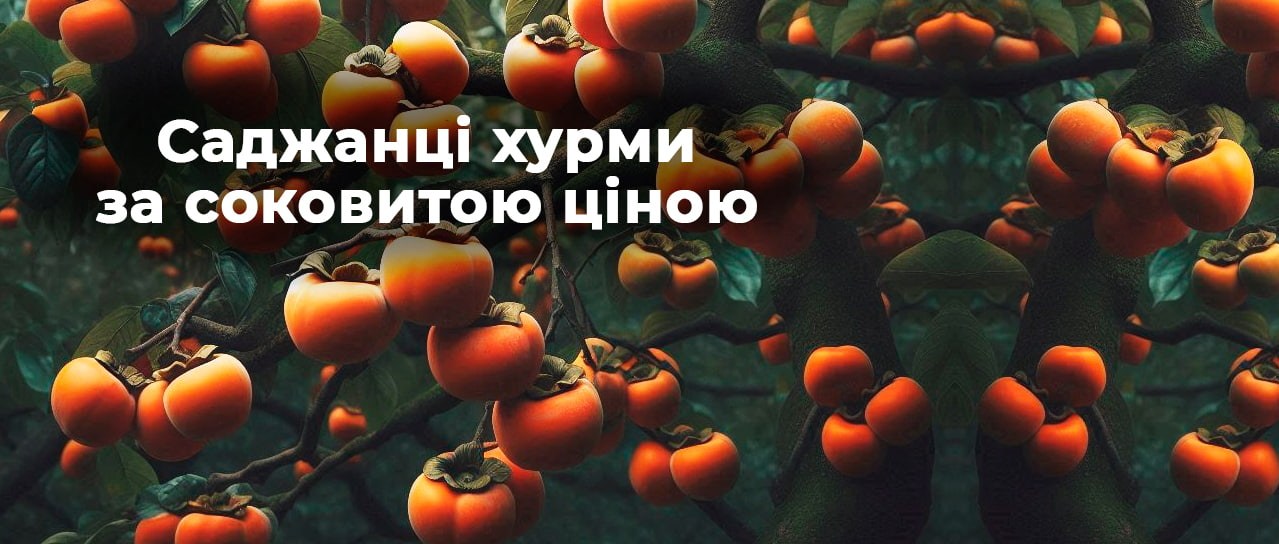 Саджанці хурми за соковитою ціною