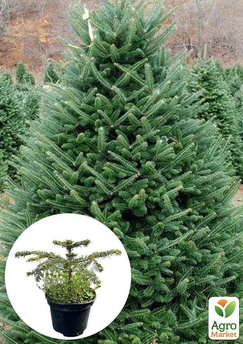 Пихта Нордмана 2-х летняя (Abies nordmanniana) высота 15-20 см
Пихта Нордмана 2-х летняя (Abies nordmanniana) высота 15-20 см