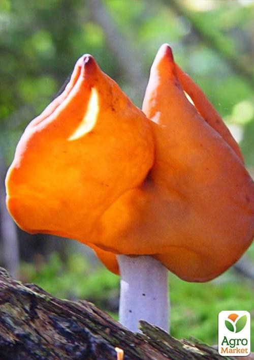 Сухой зерновой мицелий Строчок осенний 100г 
Сухой зерновой мицелий Строчок осенний 100г