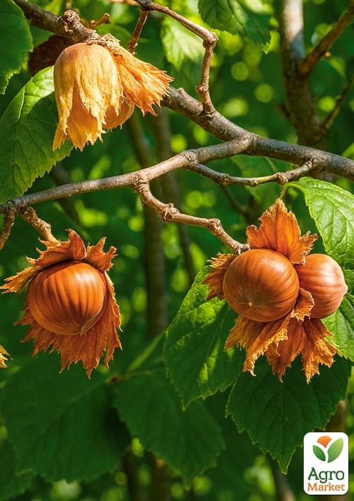 Фундук Шедевр (средний срок созревания, перекрёстное опыление, садить по 2 шт)
Фундук Шедевр (средний срок созревания, перекрёстное опыление, садить по 2 шт)