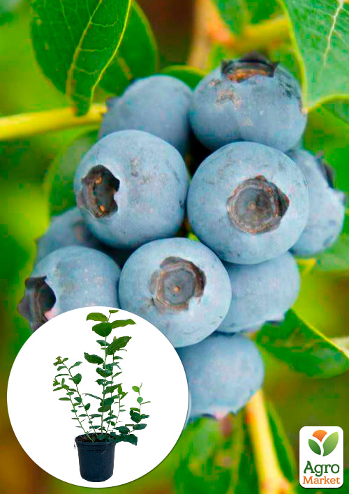 Лохина (чорниця садова) 2 роки Топ Шелф (Top Shelf) С2 висота 50-60см
Лохина (чорниця садова) 2 роки Топ Шелф (Top Shelf) С2 висота 50-60см