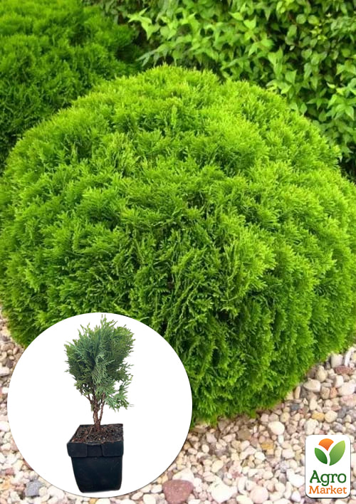 Туя западная 4-х летняя Danica (Thuja occidentalis) С3, высота 20-30 см
Туя западная 4-х летняя Danica (Thuja occidentalis) С3, высота 20-30 см