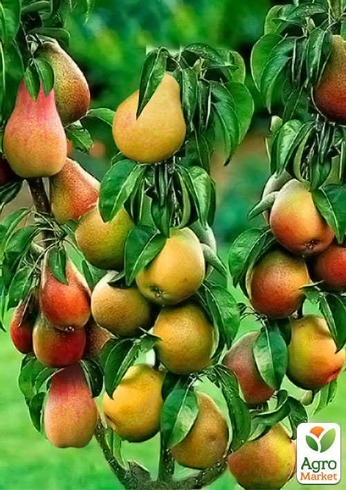 Уценка Дерево-сад Груша
Уценка Дерево-сад Груша