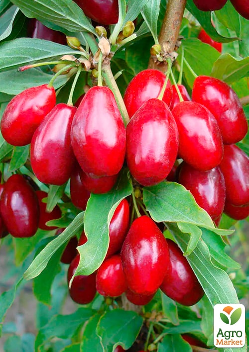 Кизил Елегантний (середній термін дозрівання, великоплідний сорт)
Кизил Елегантний (середній термін дозрівання, великоплідний сорт)