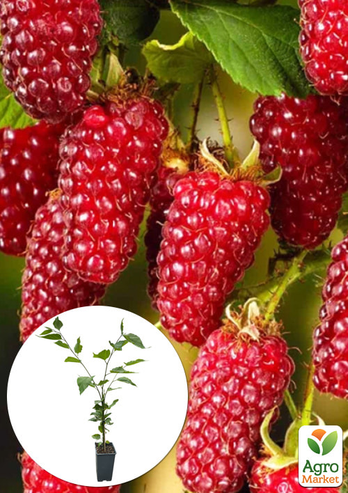 LMTD Ежемалина Loganberry (сортовая, укорененная) высота 50-70см
LMTD Ежемалина Loganberry (сортовая, укорененная) высота 50-70см