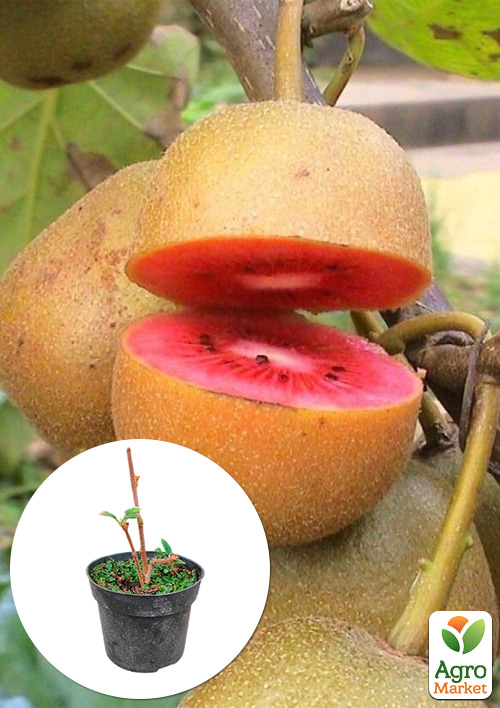Ківі Zespri Red 2х річний саджанець (екзотичний, червоном'ясий фрукт, з цитрусовими нотками)
Ківі Zespri Red 2х річний саджанець (екзотичний, червоном'ясий фрукт, з цитрусовими нотками)