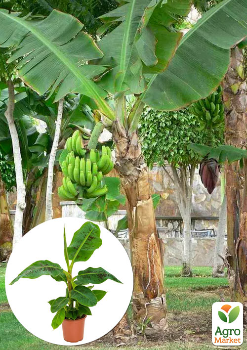 LMTD Банан Тропический Musa Tropicana (высота 30-40см)
LMTD Банан Тропический Musa Tropicana (высота 30-40см)