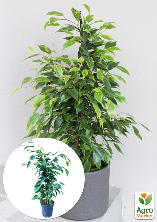 LMTD Фікус Бенджаміна Anastasia (висота 50-70см)
LMTD Фікус Бенджаміна Anastasia (висота 50-70см)
