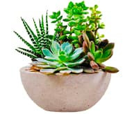 Другие суккуленты