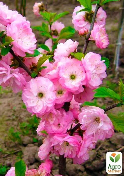 Декоративний Мигдаль Трилопатевий
Декоративний Мигдаль Трилопатевий