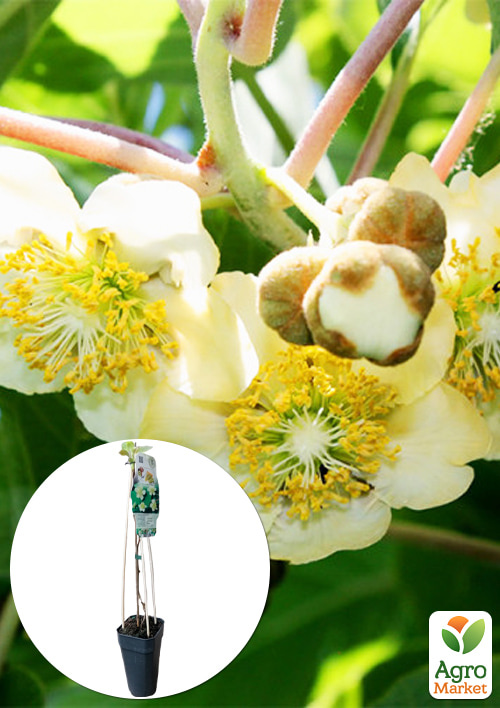 LMTD Киви Atlas (мужской опылитель сортовой, укорененный)
LMTD Киви Atlas (мужской опылитель сортовой, укорененный)