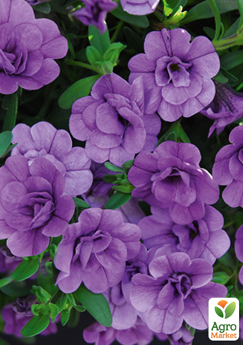 Калібрахоа Mini Famous Neo Double Amethyst
Калібрахоа Mini Famous Neo Double Amethyst