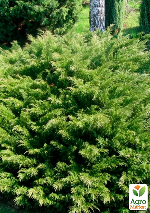 Можжевельник казацкий Mas (вазон Р9, высота 10-20 см)
Можжевельник казацкий Mas (вазон Р9, высота 10-20 см)