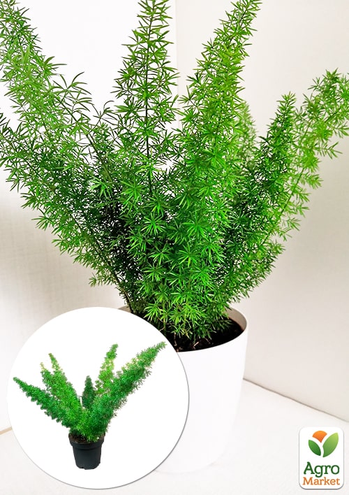 Аспарагус Meyers высота 25-35см
Аспарагус Meyers высота 25-35см