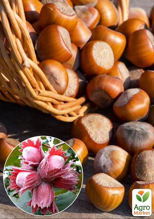 Фундук Фускорубра (средний срок созревания, перекрёстное опыление, садить по 2 шт)
Фундук Фускорубра (средний срок созревания, перекрёстное опыление, садить по 2 шт)