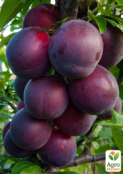 Алыча Машенька (летний сорт, средний срок созревания)
Алыча Машенька (летний сорт, средний срок созревания)