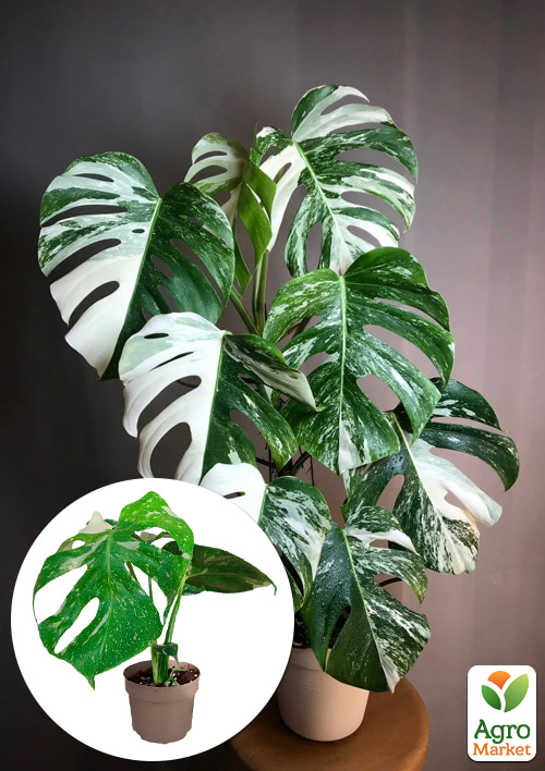 Монстера Deliciosa variegatum Alba 30-40см
Монстера Deliciosa variegatum Alba 30-40см
