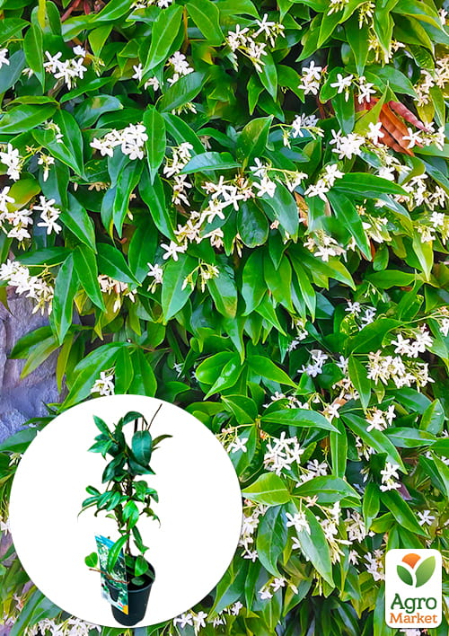 LMTD Трахелоспермум Jasminoides высота 50-70см
LMTD Трахелоспермум Jasminoides высота 50-70см