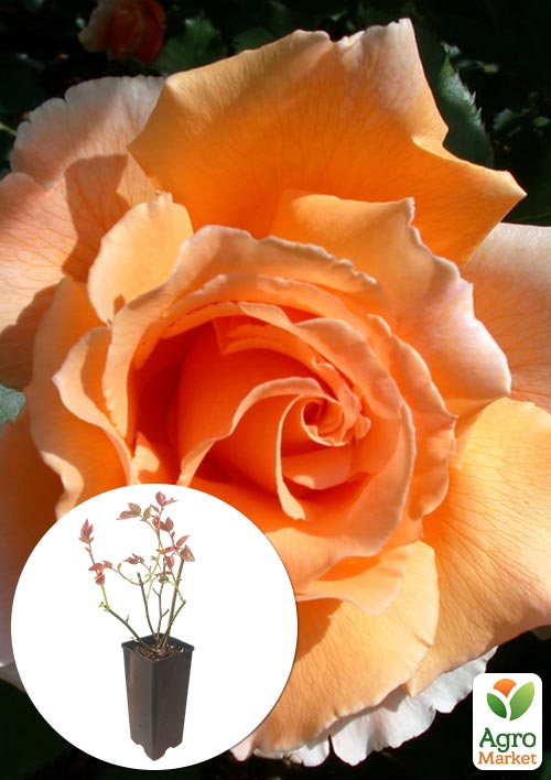 Роза чайно-гибридная Prima Donna в контейнере, высший сорт
Роза чайно-гибридная Prima Donna в контейнере, высший сорт