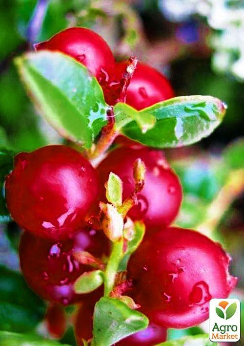 Клюква Ховес (Hoves) (средне-поздний срок созревания, крупноплодный сорт)
Клюква Ховес (Hoves) (средне-поздний срок созревания, крупноплодный сорт)