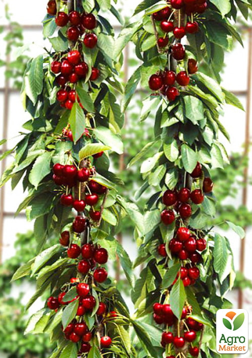 Вишня колоновидная Королева (крупноплодный сорт, средний срок созревания)
Вишня колоновидная Королева (крупноплодный сорт, средний срок созревания)