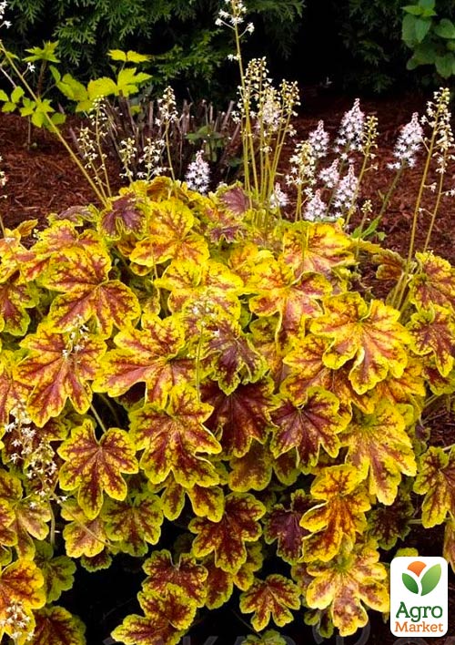 Гейхерелла (Heucherella) Golden Zebra С1 (висота 15-30см)
Гейхерелла (Heucherella) Golden Zebra С1 (висота 15-30см)