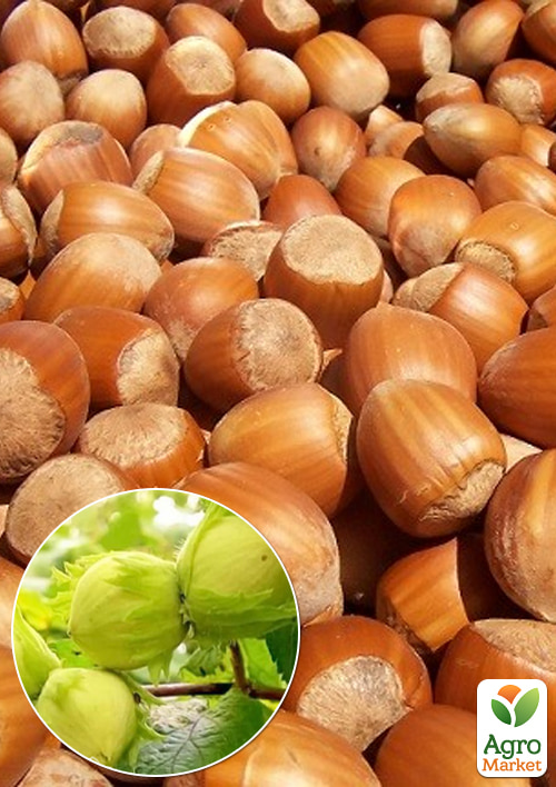 Фундук Аурея (середній термін дозрівання, перехресне запилення, садити по 2 шт.)
Фундук Аурея (середній термін дозрівання, перехресне запилення, садити по 2 шт.)