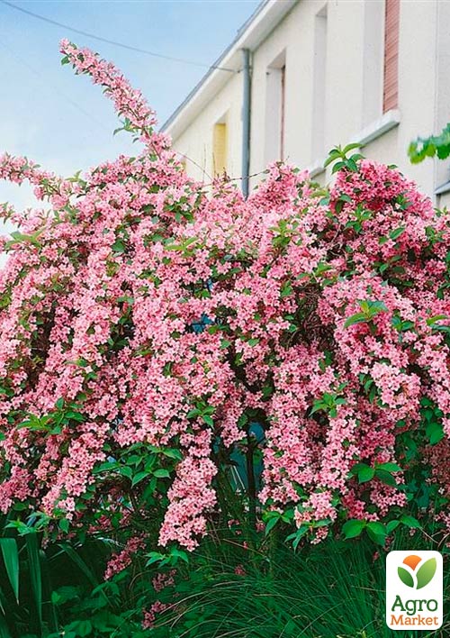 Вейгела Розеа
Вейгела Розеа