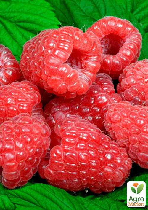 Малина Сапфір (пізній термін дозрівання) 1-річний саджанець
Малина Сапфір (пізній термін дозрівання) 1-річний саджанець