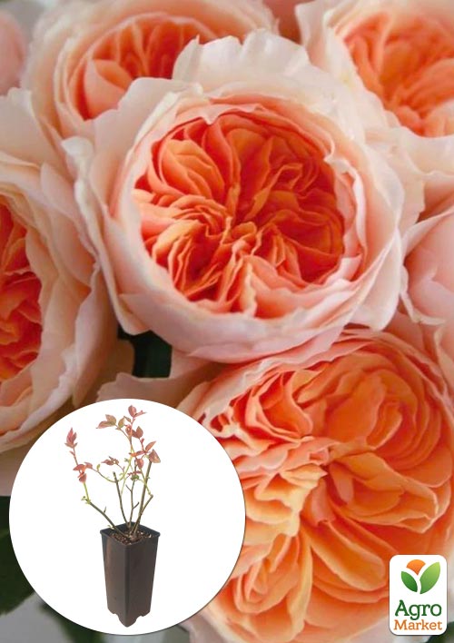 Троянда англійська Juliet у контейнері, вищий сорт
Троянда англійська Juliet у контейнері, вищий сорт