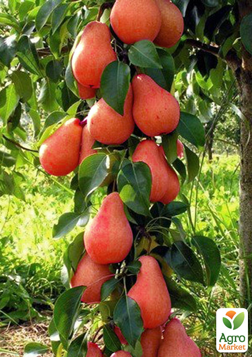 Груша колоновидна Кармен (осінній сорт, середній термін дозрівання)
Груша колоновидна Кармен (осінній сорт, середній термін дозрівання)