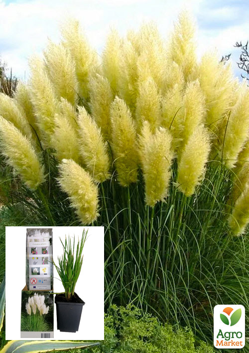 Кортадерія Срібляста «White» (пампасна трава)
Кортадерія Срібляста «White» (пампасна трава)