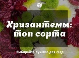 Хризантема править балом: ТОП-5 кращих сортів - корисні статті про садівництво від Agro-Market