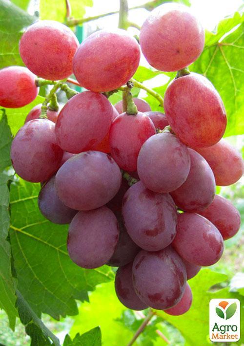 Виноград Гурман(Лакомка) (очень ранний срок созревания)
Виноград Гурман(Лакомка) (очень ранний срок созревания)