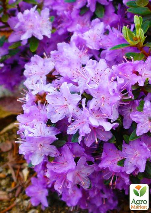 Рододендрон сиреневый Блю Сильвер (Blue Silver)
Рододендрон сиреневый Блю Сильвер (Blue Silver)
